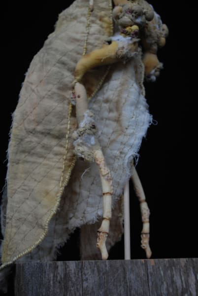 Mantodea mycorrhiza by Karly Perez, Image 7.