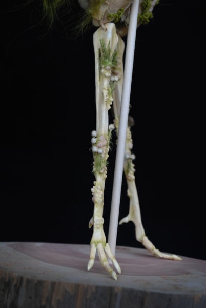 Ornithurae saprophyte by Karly Perez, Image 7.