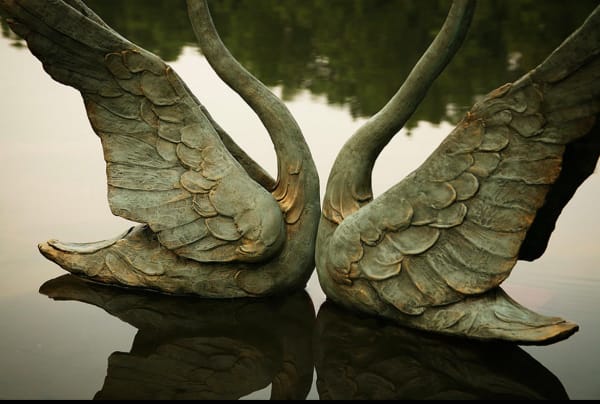 Swans by Scott Radke, Image 10.