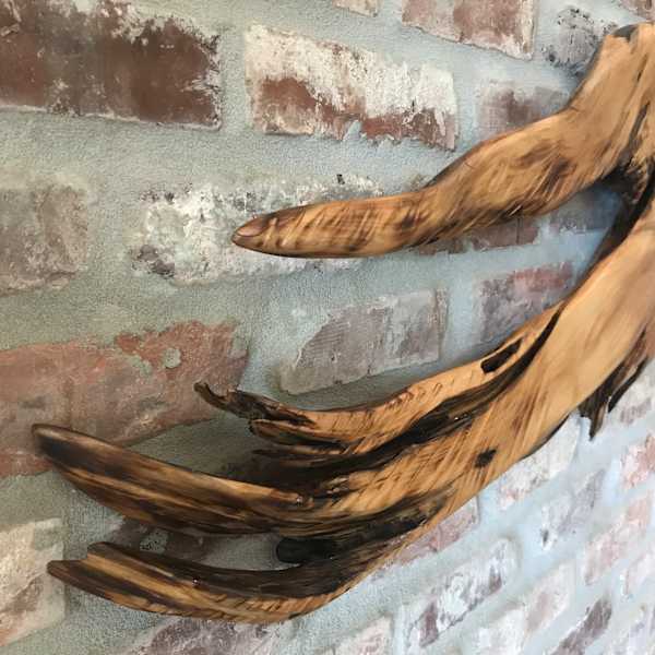 Soaring Falcon by Rigsby Frederick 