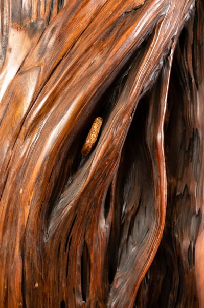 Water Trails by Rigsby Frederick 