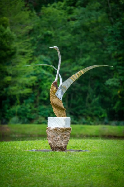 Canadian Swan by Rigsby Frederick 