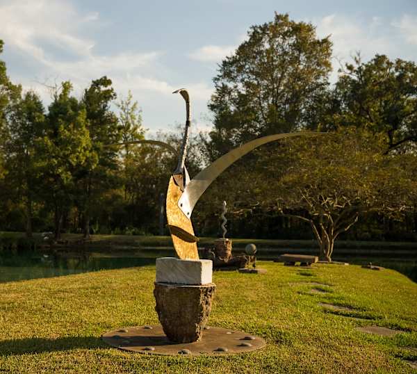 Canadian Swan by Rigsby Frederick 