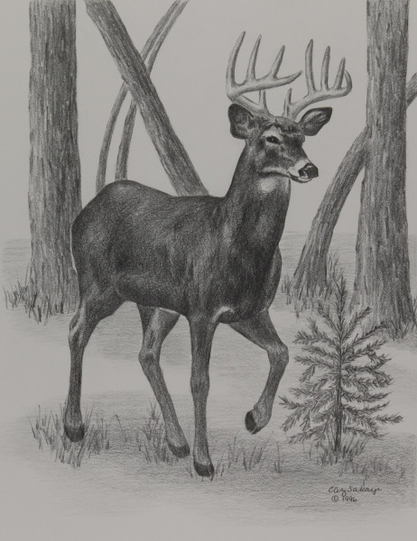 Whitetail Deer by Carol Zirkle | Artwork Archive