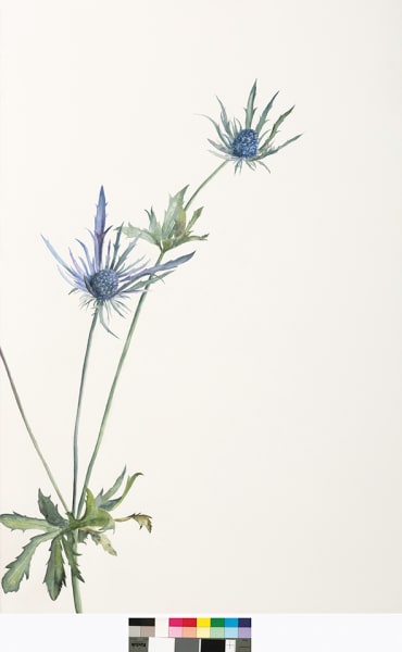 Eryngium by Karen Aarre | Artwork Archive