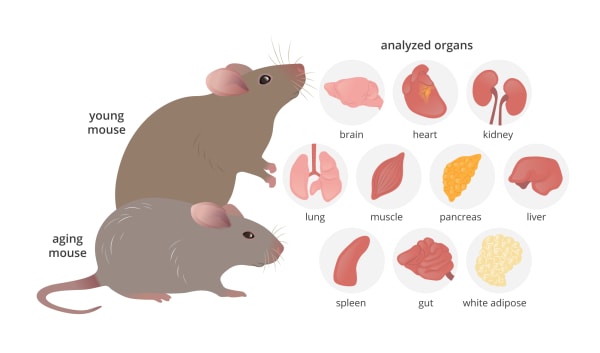 Mouse Organs from the collection of Guild of Natural Science ...