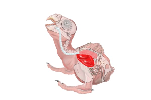Nestling Parrot Anatomy by Patricia Latas 