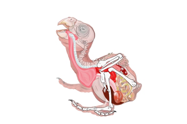Nestling Parrot Anatomy by Patricia Latas 