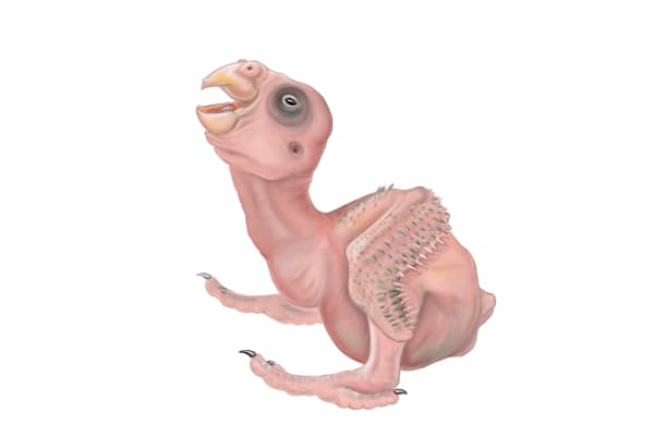 Nestling Parrot Anatomy by Patricia Latas 