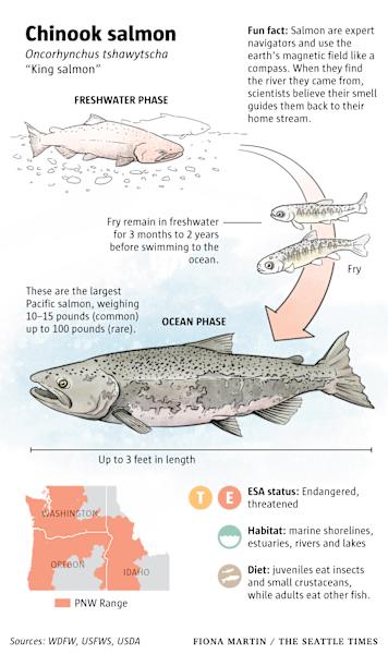 50 Years of Saving Species by Fiona Martin 