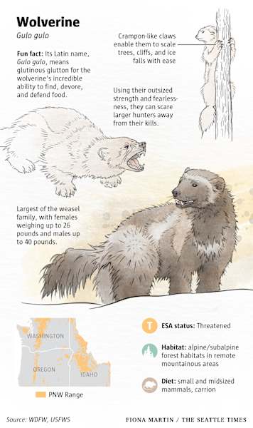 50 Years of Saving Species by Fiona Martin 