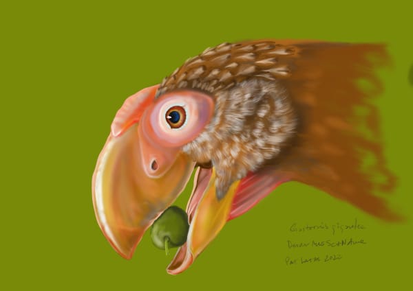 Gastornis study by Patricia Latas 