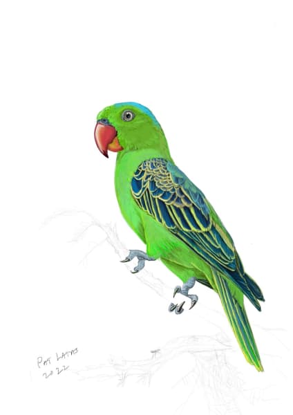 Exploring traditional 2d techniques on the iPad by Patricia Latas 