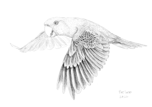 Philippine Blue-naped parrot study by Patricia Latas 