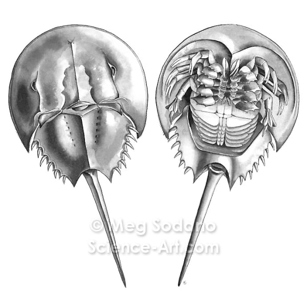 Anatomy of a Horseshoe Crab from the collection of Guild of Natural
