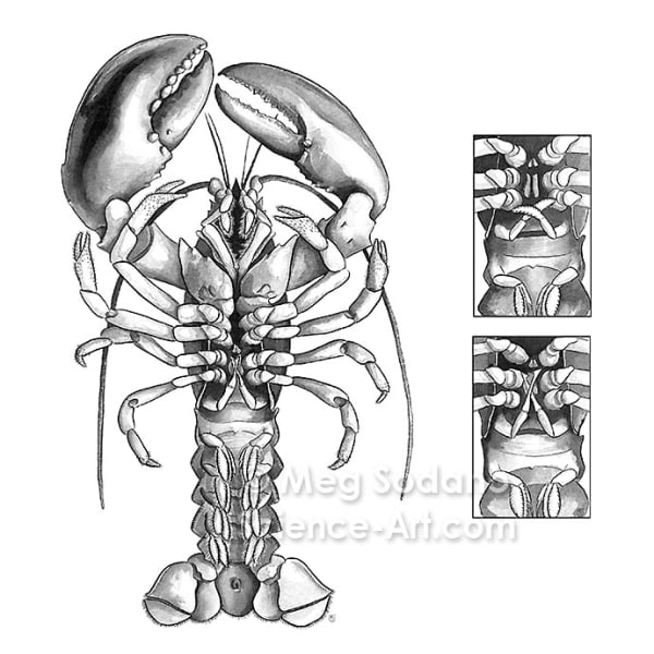 Anatomy of an American Lobster from the collection of Guild of Natural