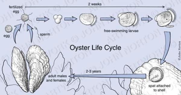 Oyster Life Cycle Illustration From The Collection Of Guild Of Natural ...