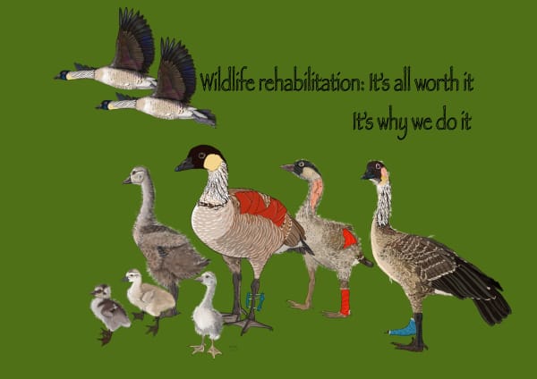 Nene and Wildlife Rehabilitation in Hawaii by Patricia Latas 