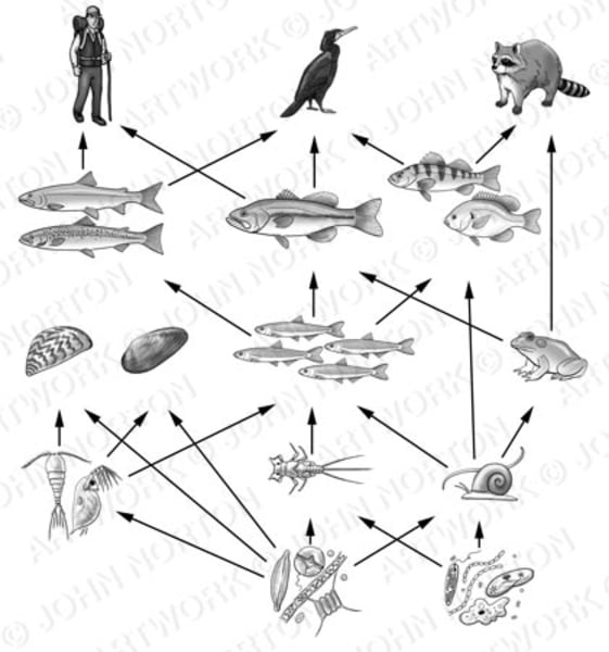 Food Web Diagram from the collection of Guild of Natural Science ... Biology Diagrams