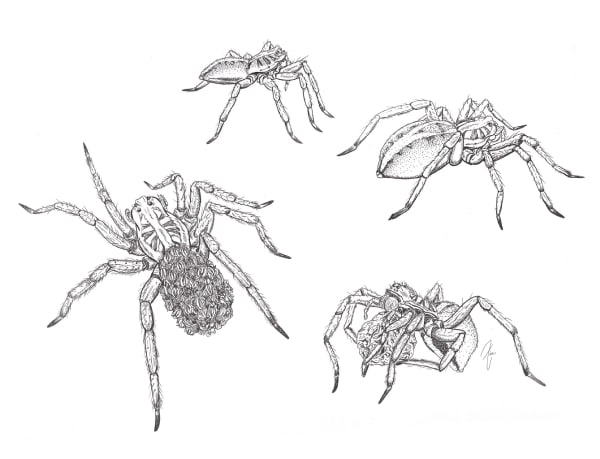 wolf spider life cycle