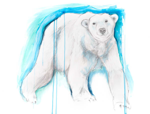 POLAR BEAR by Sarah Jaynes | Artwork Archive