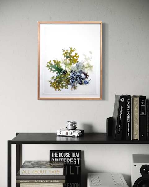 Lichen 5 Ways by Allison Belolan 