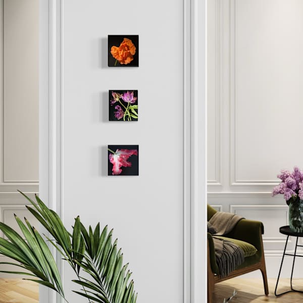 Red Parrot Tulip by Susan Sawyers 