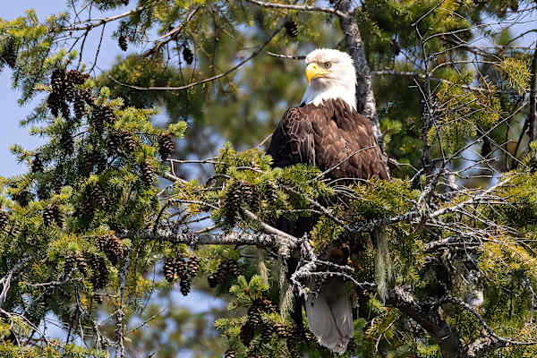 Grumpy guard by Ella B. Photography | Artwork Archive