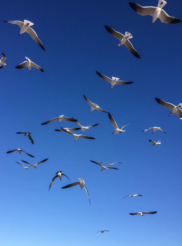 Texas Seagulls by Ziad El-Zaatari, MD