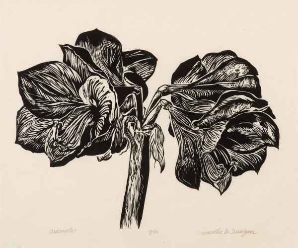Amaryllis by Martha Dunigan