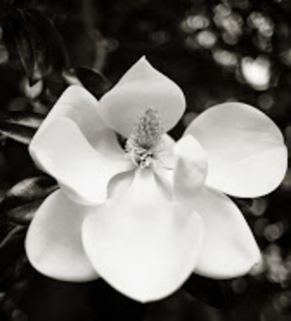 Untitled - 2929 (Magnolia) by Thomas Meyer