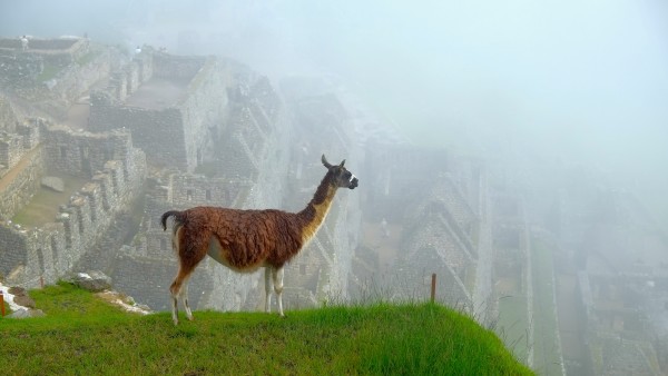 Hola!, Llama's view of MachuPichu, Peru by Ponraj Chinnadurai