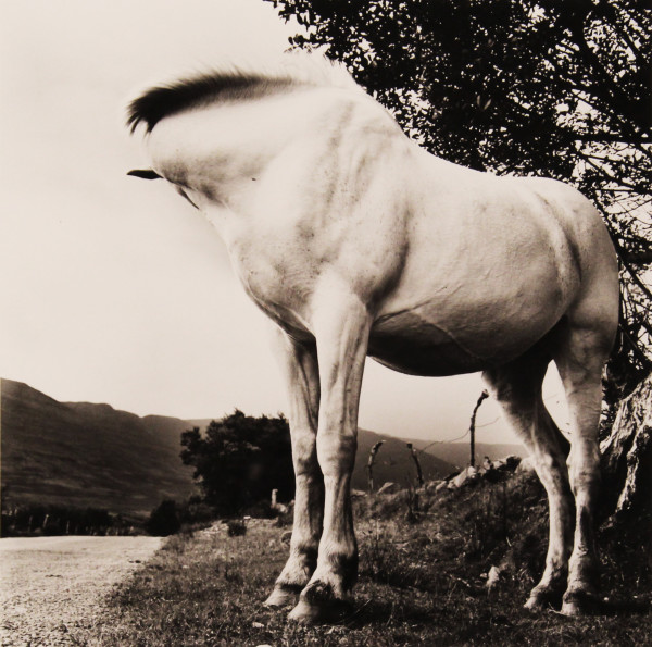 White Horse by Alen MacWeeney