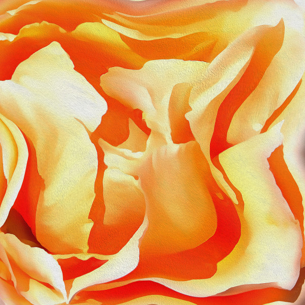 Apricot Rose by Stocksom Art Prints