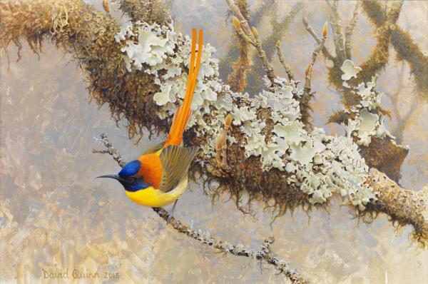 Fire-Tailed Sunbird by David Quinn
