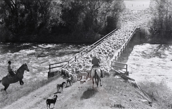 Campbell-Hasmire Sheep, Near Edwards, Colorado by Thomas Neff