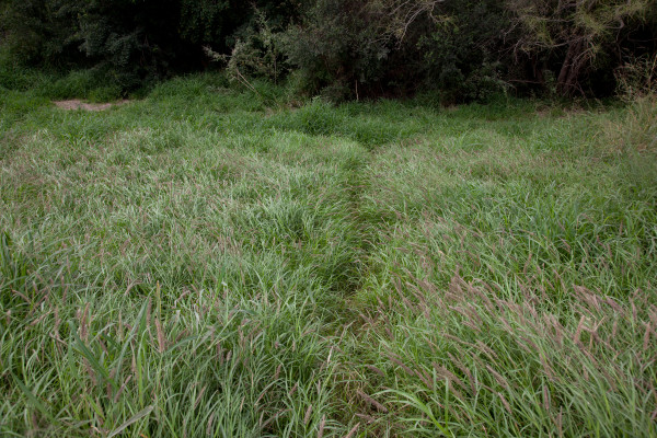 Path in a field of high grass leading up to the cement border wall (Sendero a teavés de un campo ... by Susan Harbage Page