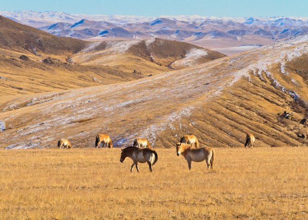 Przewalki's Wild Horses by Donald N. Westheimer, MD