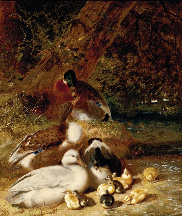 Ducks and Ducklings by John Frederick Herring, Sr.