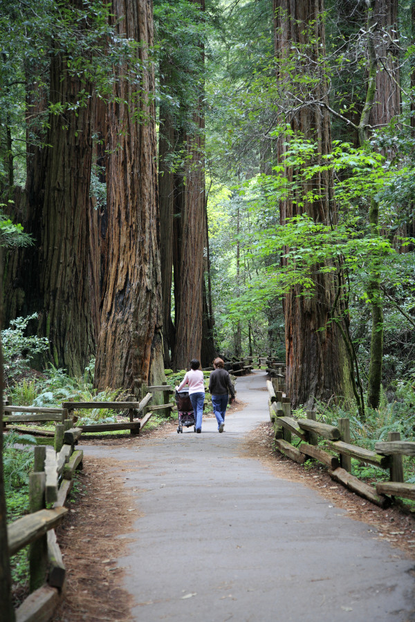 Muir Woods by Todd W. Trask, MD