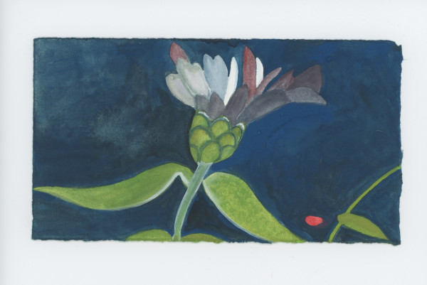 Two White Petals, #1791