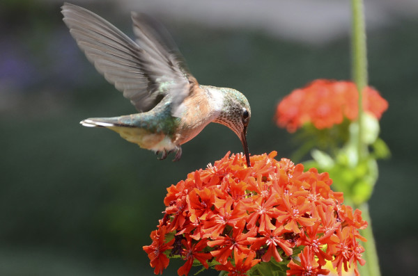 Hummingbird by Michele Brinkley, MD