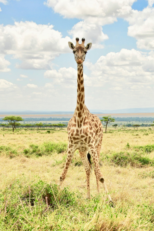 Masai (Kilimanjaro) Giraffe by Gilchrist Jackson MD, FACS
