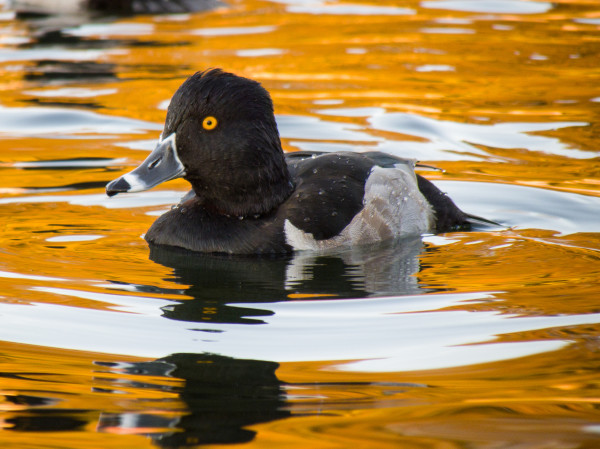 Duck à l’Orange by Matthew Bennett, MD