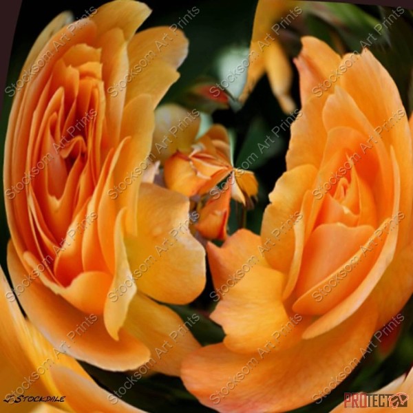 Apricot Roses by Stocksom Art Prints