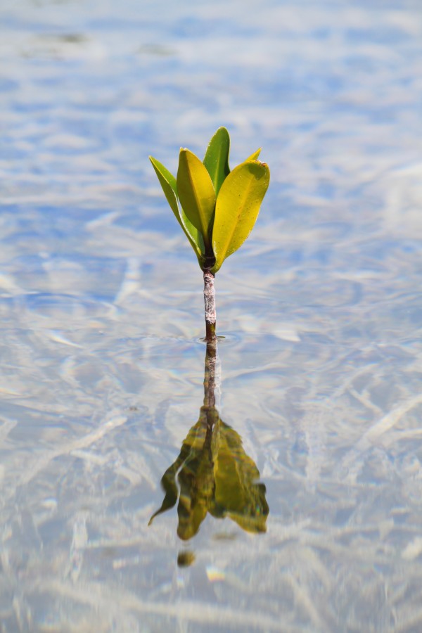 Lonely Mangrove Shoot by Corina Rosales