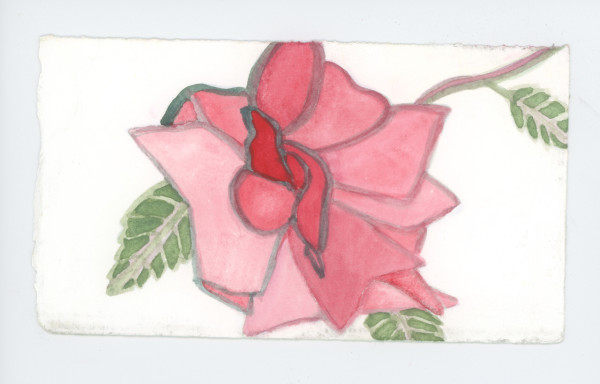 Rose in September, #1923