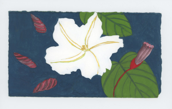 A Moon Flower, #1903