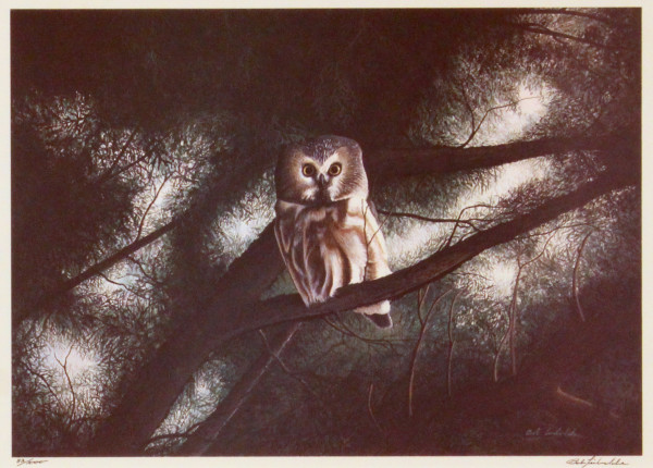 Saw Whet Owl in Cedar by Bob Timberlake