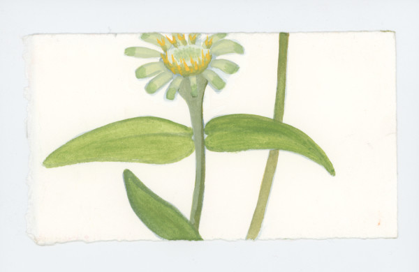 A Little Green Zinnia, #1737